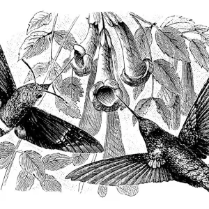 Antique illustration of Hummingbird and Hummingbird hawk-moth Antique illustration of Hummingbird and Hummingbird hawk-moth
