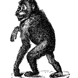 Antique illustration: Orangutan Antique illustration: Orangutan