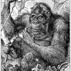 Antique illustration: Orangutan Antique illustration: Orangutan