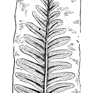 Antique illustration of plants: Fossil fern Antique illustration of plants: Fossil fern