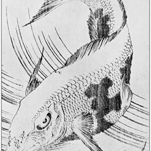 Antique Japanese Illustration: Fish by Hokusai