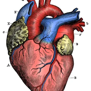 Antique medical scientific illustration high-resolution: heart