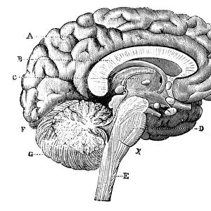 Antique medical scientific illustration high-resolution: brain