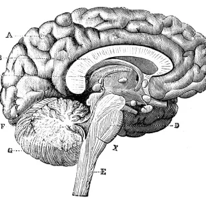 High-Resolution Brain Print High-Resolution Brain Print