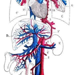 Antique medical scientific illustration high-resolution: Circulatory system Antique medical scientific illustration high-resolution: Circulatory system
