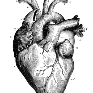Antique Medical Print: Detailed Heart Illustration Antique Medical Print: Detailed Heart Illustration