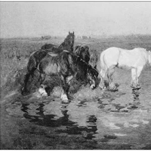 Antique photo of paintings: Wild horses