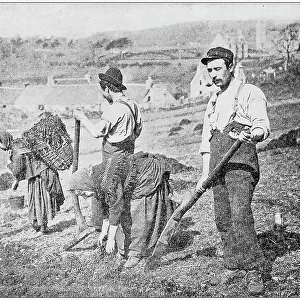 Antique photograph: Planting Potatoes in Skye