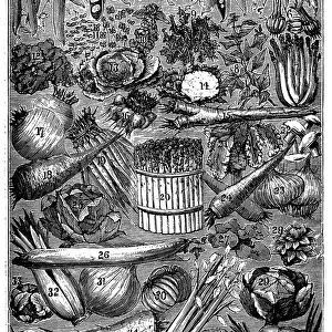 Antique recipes book engraving illustration: Vegetables