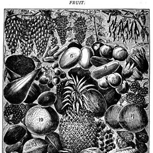 Antique recipes book engraving illustration: Fruit