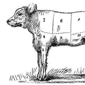 Antique recipes book engraving illustration: Veal sections