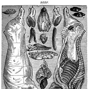 Antique recipes book engraving illustration: Beef