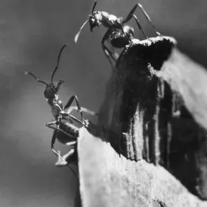 Two Ants Two Ants