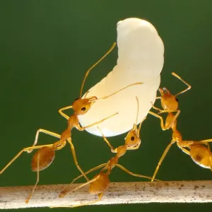 Nature And Wildlife Prints: Ants