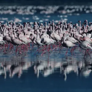 Wildlife Print by Anup Shah