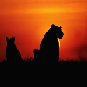 Anup Shah Wildlife Photography Anup Shah Wildlife Photography