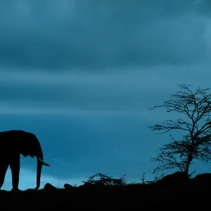 Anup Shah Wildlife Photography Anup Shah Wildlife Photography