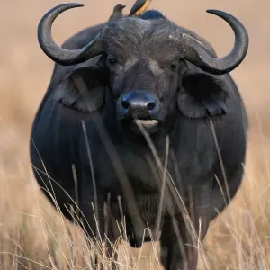 Anup Shah Wildlife Photography Anup Shah Wildlife Photography