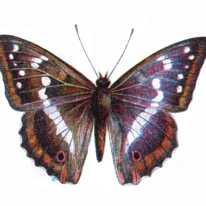 Apatura iris Print, Vintage Butterfly Illustration