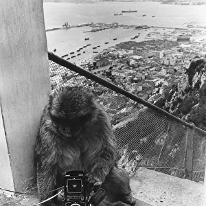 The Apes Of Gibraltar