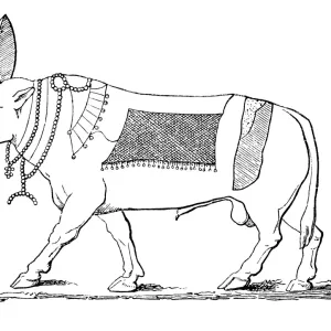 Apis bull Apis bull