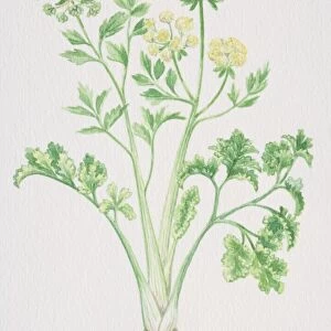 Apium graveolens, Smallage or Celery, flowering plant seeding