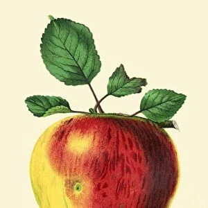 Apple illustration 1874