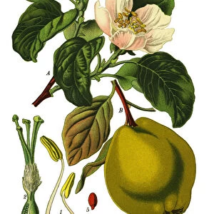 apple quince