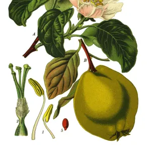 apple quince