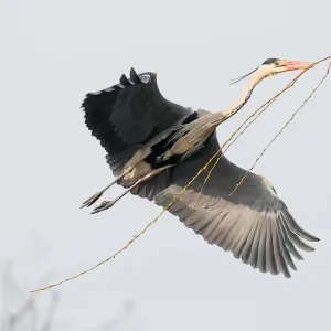 Grey Heron with Nesting Material Print Grey Heron with Nesting Material Print