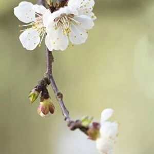 Apricot tree -Prunus armeniaca-, branch with blossoms, Konstanz, Baden-Wurttemberg, Germany