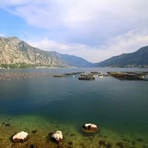 Aquaculture in the bay of Kotor, Montenegro