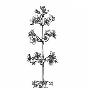 Aquatic flower (Hottonia palustris)