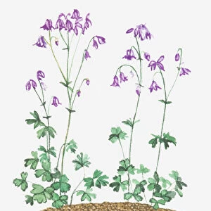 aquilegia, aquilegia vulgaris, botany, columbine, cut out, flower, fragility, leaf