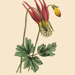 Aquilegia or Columbine Plant, Victorian Botanical Illustration Aquilegia or Columbine Plant, Victorian Botanical Illustration