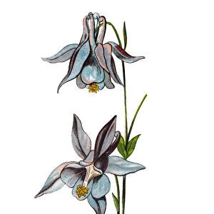 Aquilegia vulgaris (European columbine, common columbine, grannys nightcap, grannys bonnet)