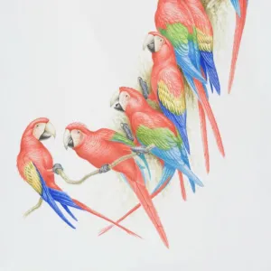 Nature & Wildlife Collection: Beautiful Bird Species