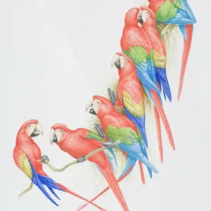 Nature And Wildlife Prints: Beautiful Bird Species