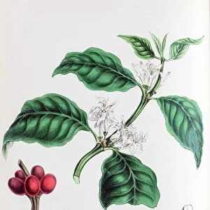 Arabica coffee (Coffea arabica), from Plantae Utiliores or Illustrations of useful plants, hand-colored print by Mary Ann Burnett, 1842