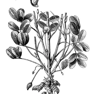 Arachis hypogaea, the peanut or groundnu