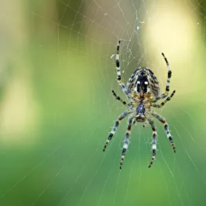 Araneus orb-weaving spider (Araneus) in its web