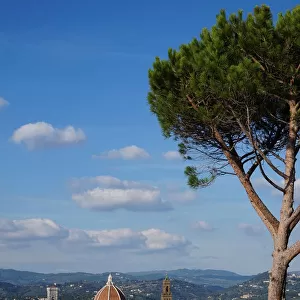 Architectural Highlights of Florence, Tree, Italy