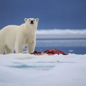 Arctic Bear Arctic Bear