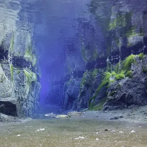 Arctic Charr In The Fissure Arctic Charr In The Fissure