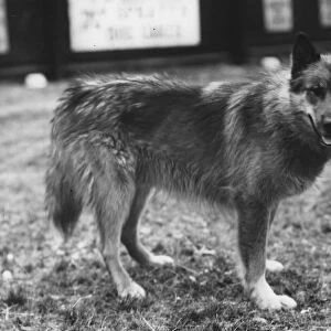 Arctic Dog Chosen As Team Leader For Sir Ernest Shackletons Trans-Antarctic Expedition