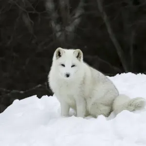 Arctic Fox Arctic Fox