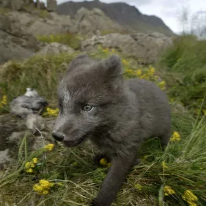 Arctic fox in meadow in Iceland