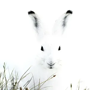Arctic Hare Print in Greenland Landscape Arctic Hare Print in Greenland Landscape