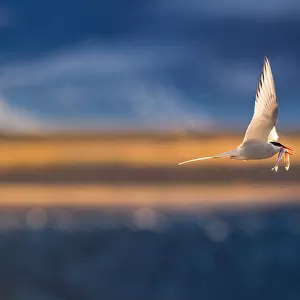 Arctic Tern in flight with prey
