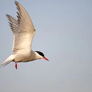 Arctic Tern -Sterna paradisaea-, adult bird in flight, Eidersperrwerk, North Frisia, Germany, Europe